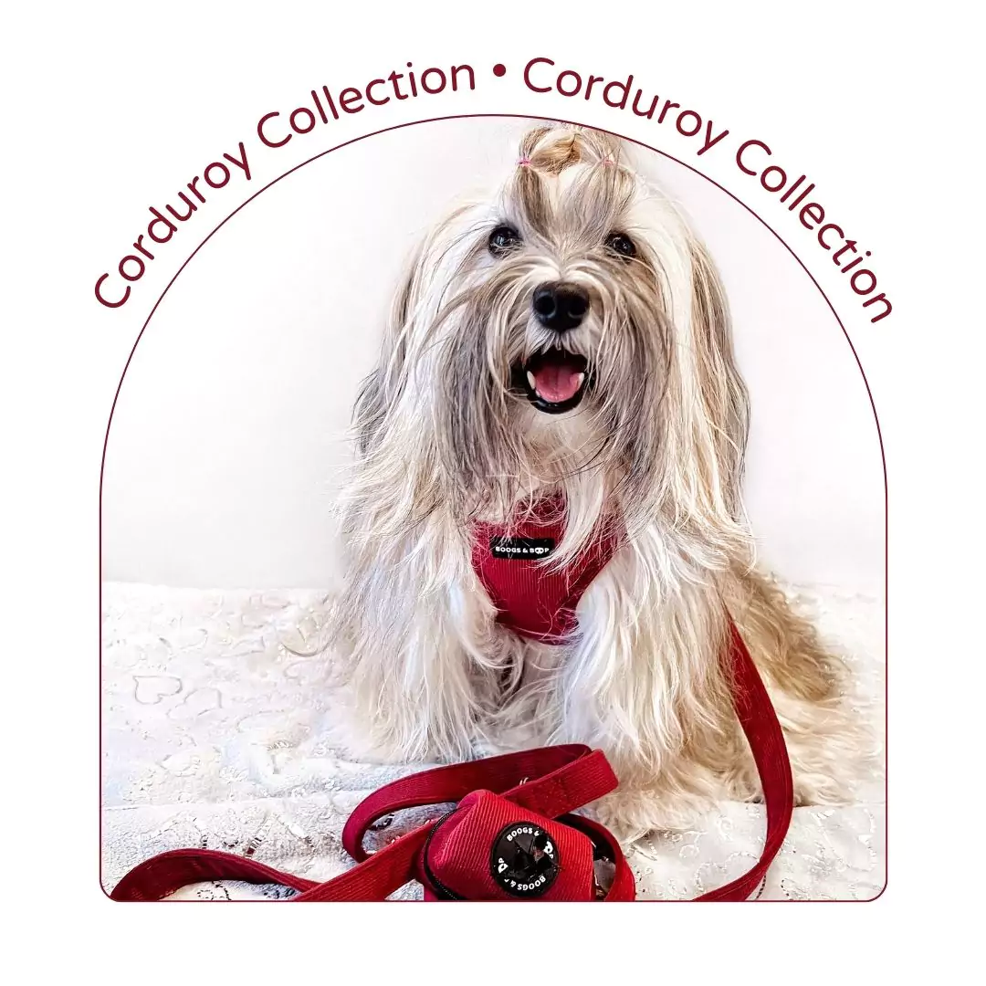 Corduroy Dog Accessories Collection | Boogs & Boop
