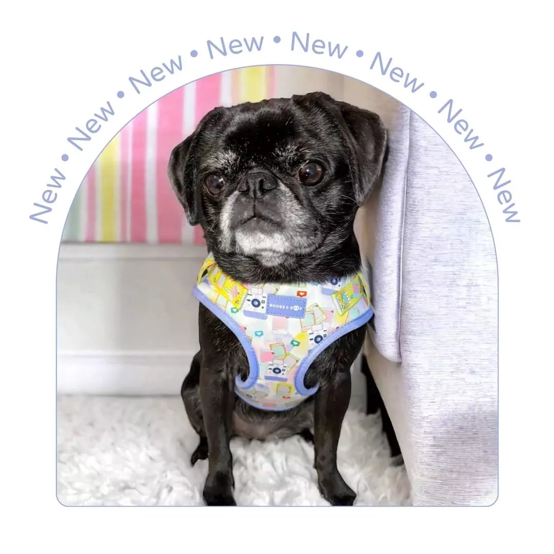 New Dog Accessories & Dog Mom Accessories | Boogs & Boop