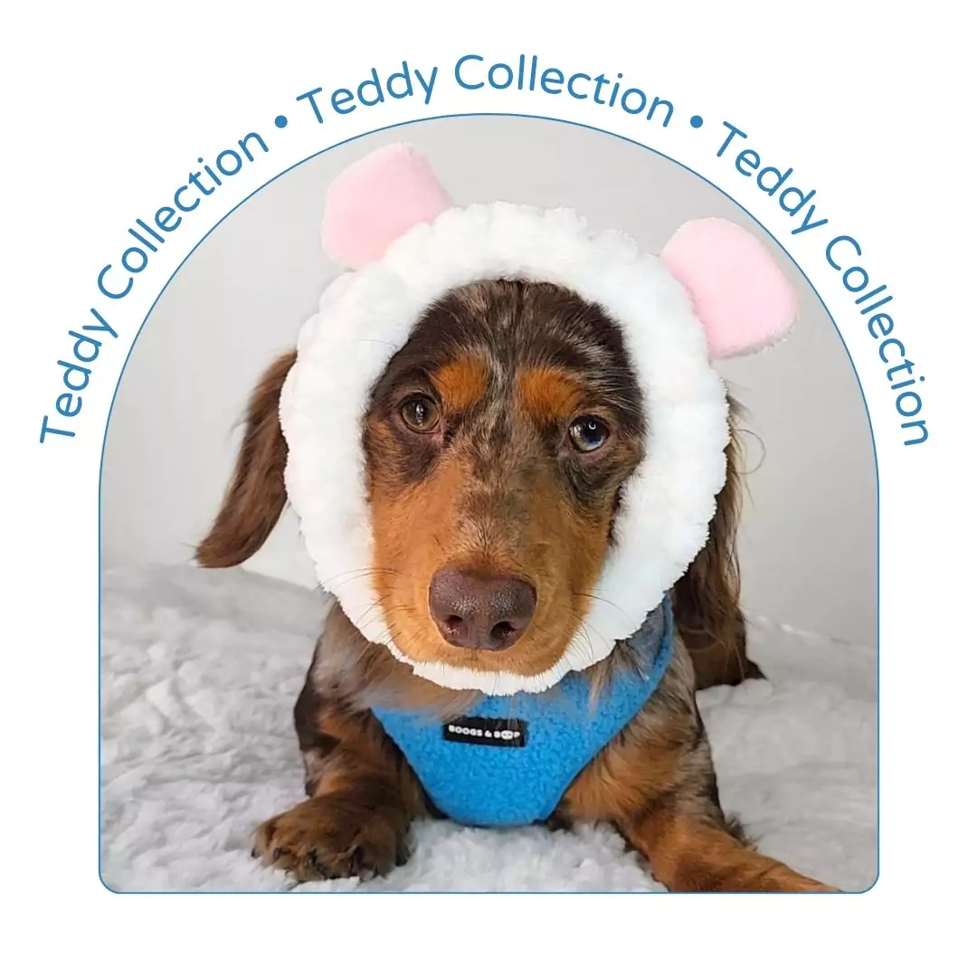 Teddy Dog Accessories Collection