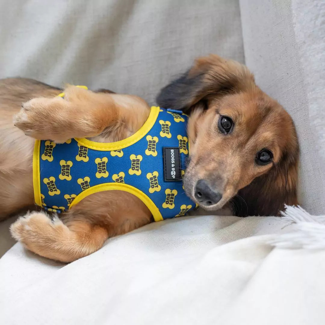Caymus the Mini Dachshund Wearing Adjustable Best Bud Harness by Boogs & Boop.