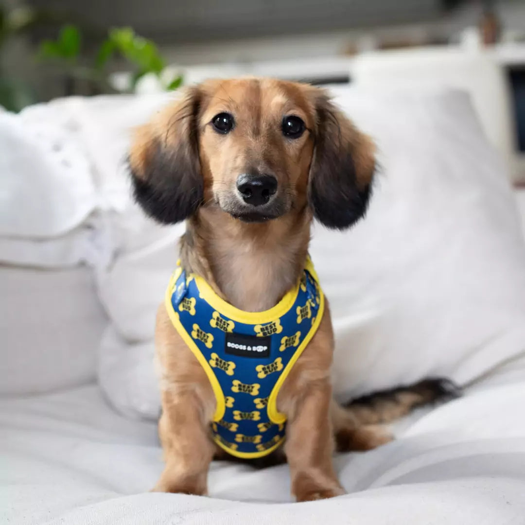 Caymus the Mini Dachshund Sitting on Couch Wearing Adjustable Best Bud Harness by Boogs & Boop.