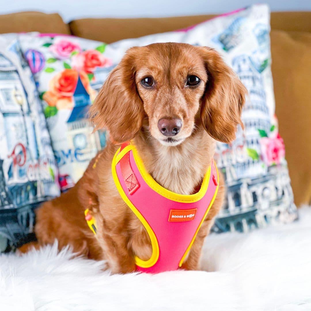 Milladivadoxie Wearing Adjustable Summer Color Block Dog Harness - Tropical Punch Pink by Boogs & Boop.