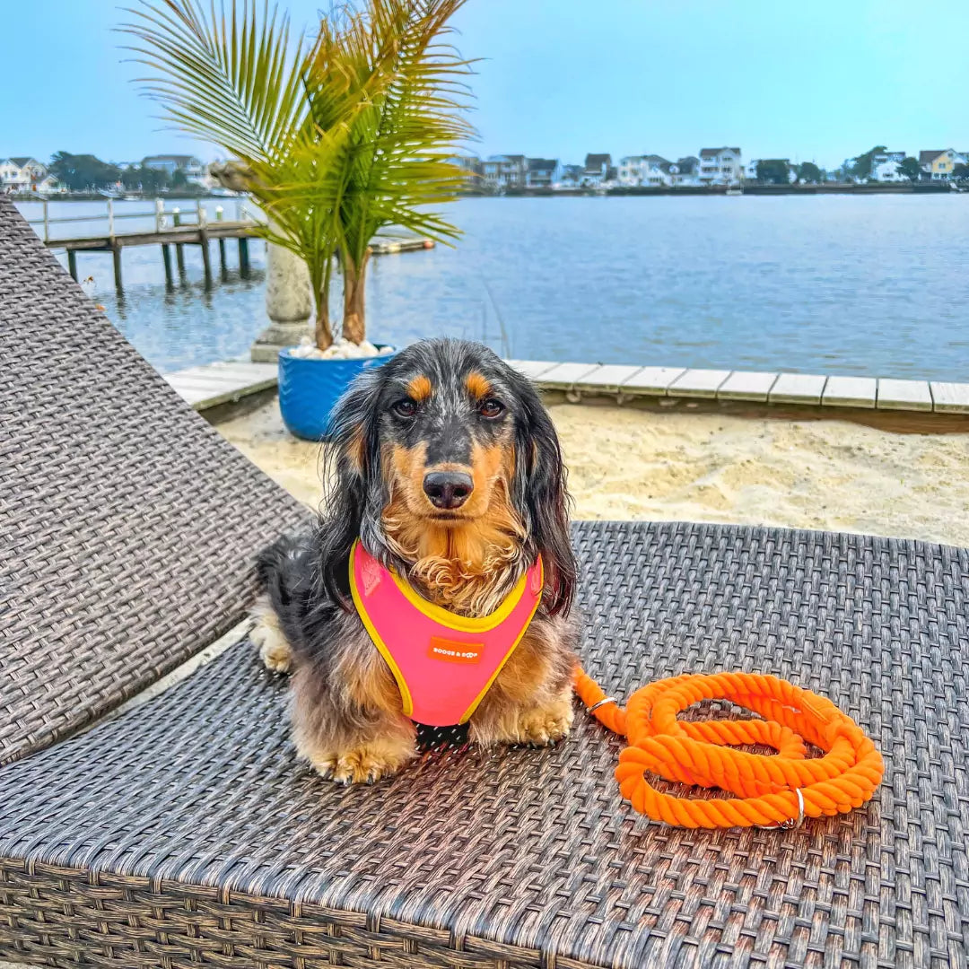 Luckoftheisles Dachshund Wearing Adjustable Summer Color Block Dog Harness - Tropical Punch Pink by Boogs & Boop.