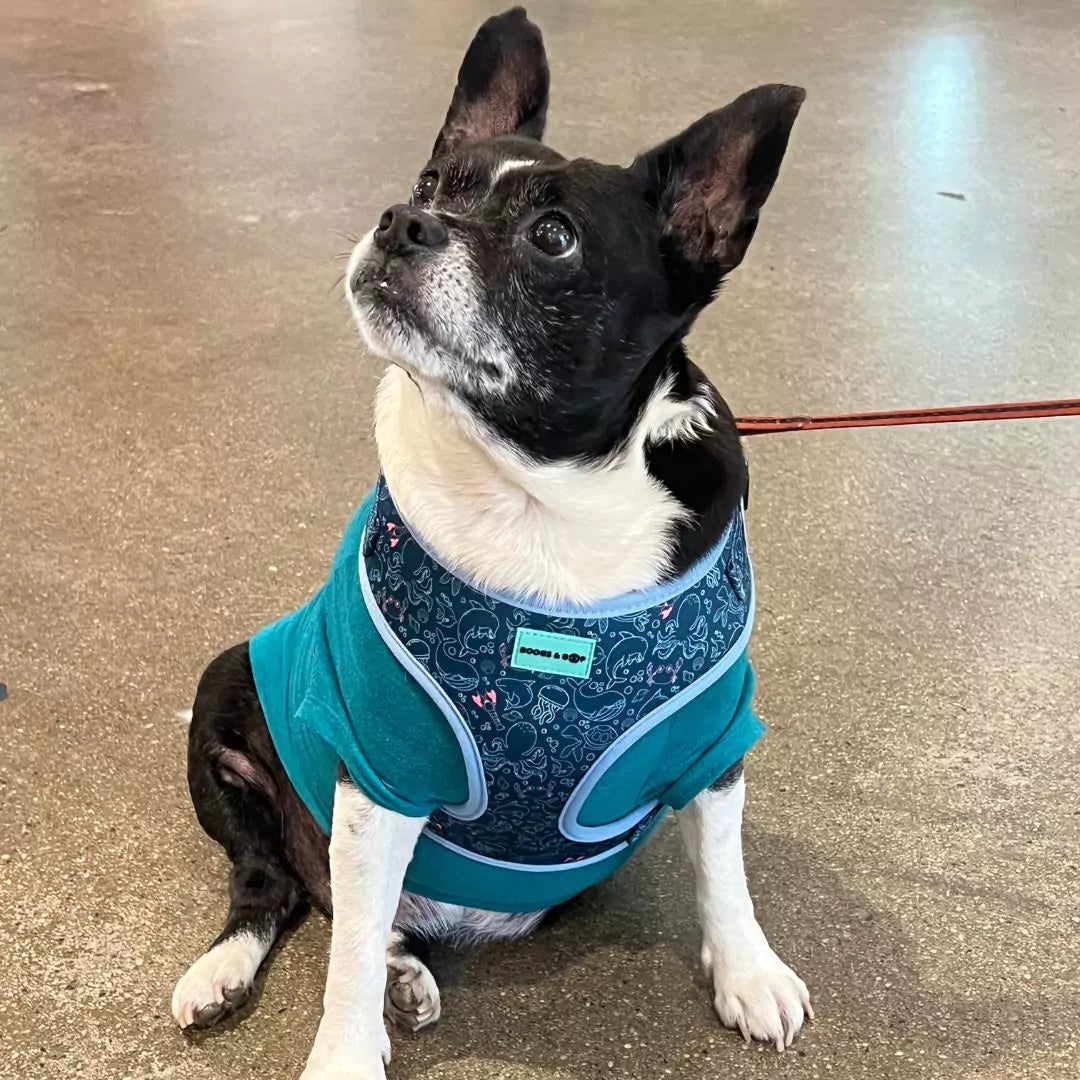 Boston Terrier Chihuahua mix, wearing Adjustable Under the Sea Dog Harness by Boogs & Boop.