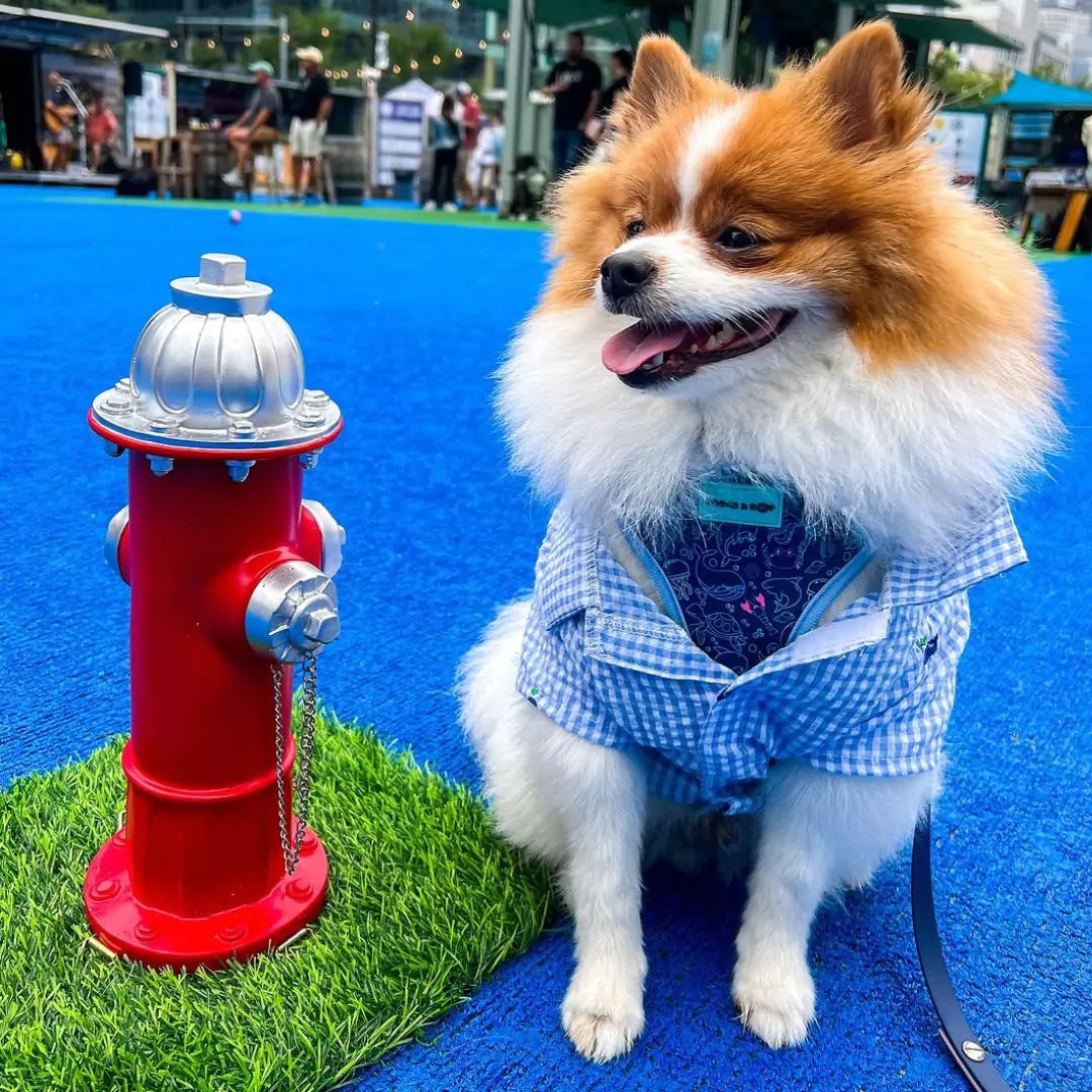 Pomeranian smiling near a hydrant wearing Adjustable Under the Sea Dog Harness by Boogs & Boop.