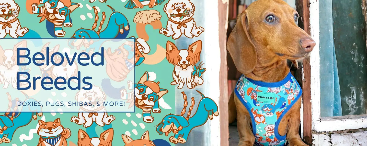 Shop Beloved Breeds Dog Accessories for Dachshunds, Frenchies, Pomeranians, Bichons, Papillons, Pugs, and Shiba Inus by Boogs & Boop.
