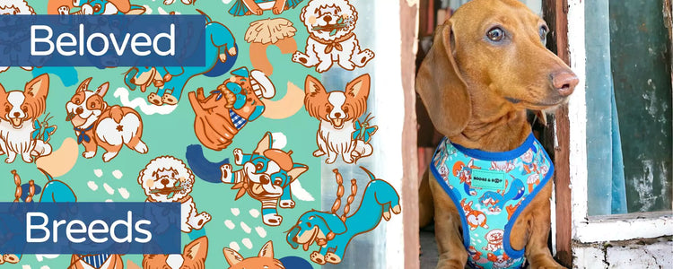 Shop Beloved Breeds Dog Accessories for Dachshunds, Frenchies, Pomeranians, Bichons, Papillons, Pugs, and Shiba Inus by Boogs & Boop.
