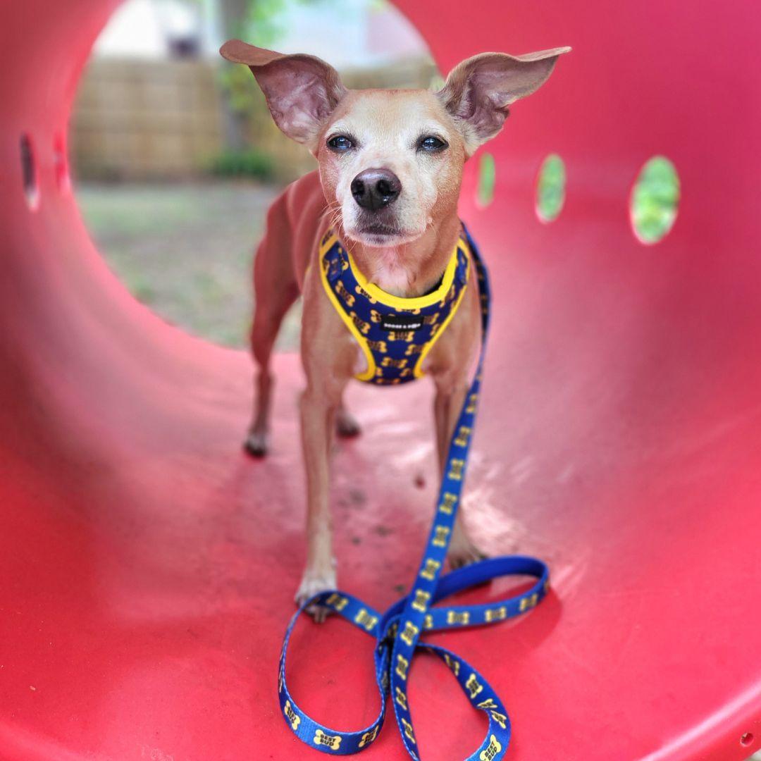 Talesofdexter Wearing Adjustable Best Bud Dog Harness with Best Bud Rope Leash.