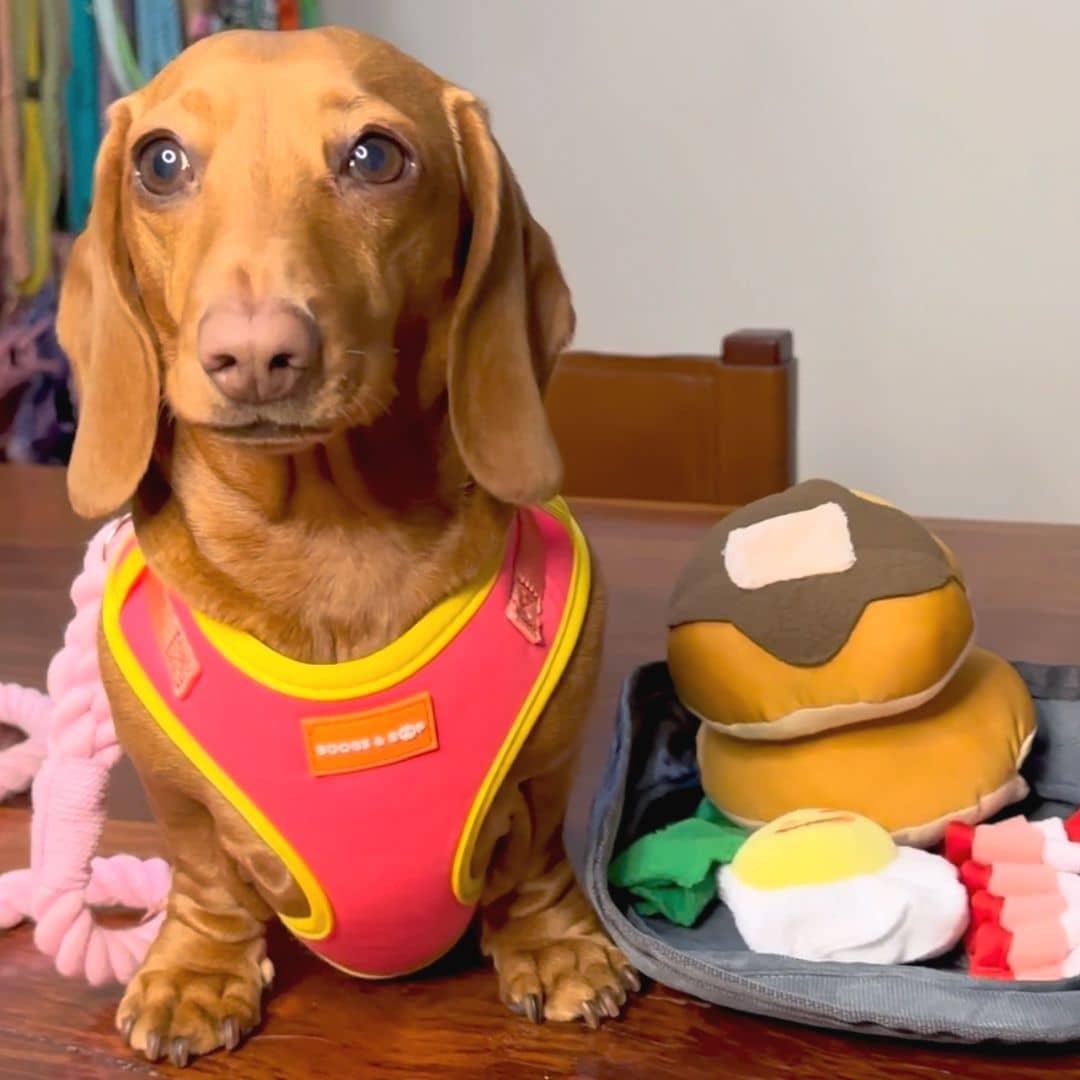 Rubi.star19 Dressed in Boogs & Boop Adjustable Summer Color Block Harness - Tropical Punch Pink, Playing With Breakfast Platter Snuffle Dog Toy.