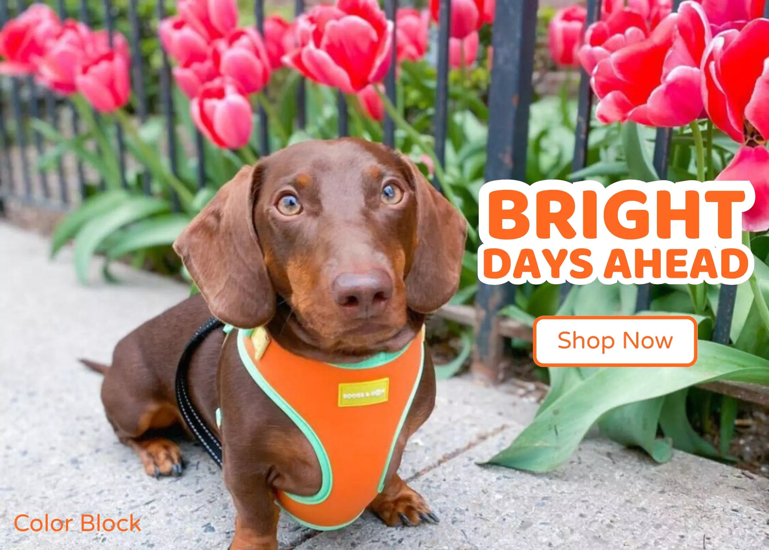 Shop Bright Neon Dog Accessories by Boogs & Boop.