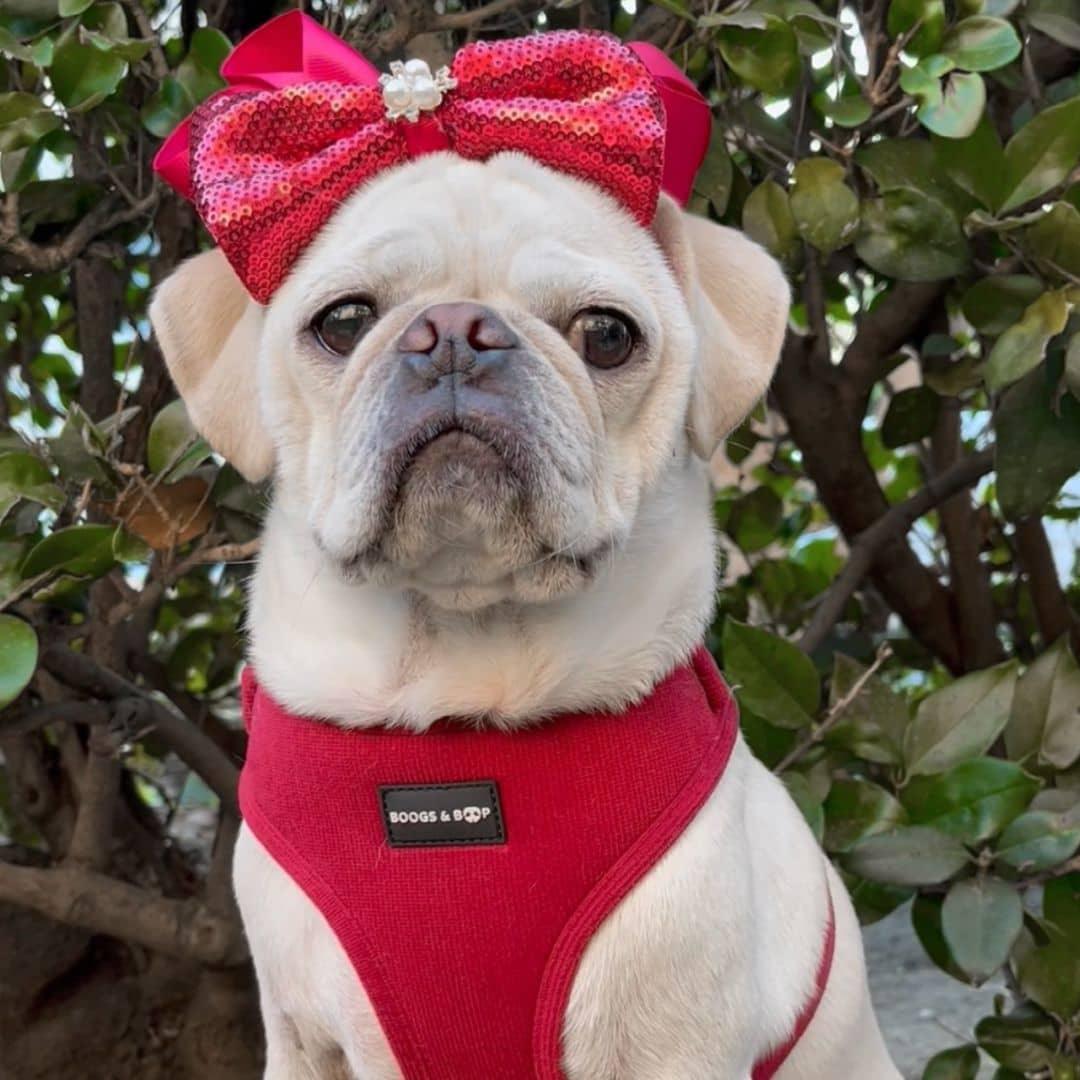 Skythepug21 Wearing Boogs & Boop Corduroy Harness in Berry Red.