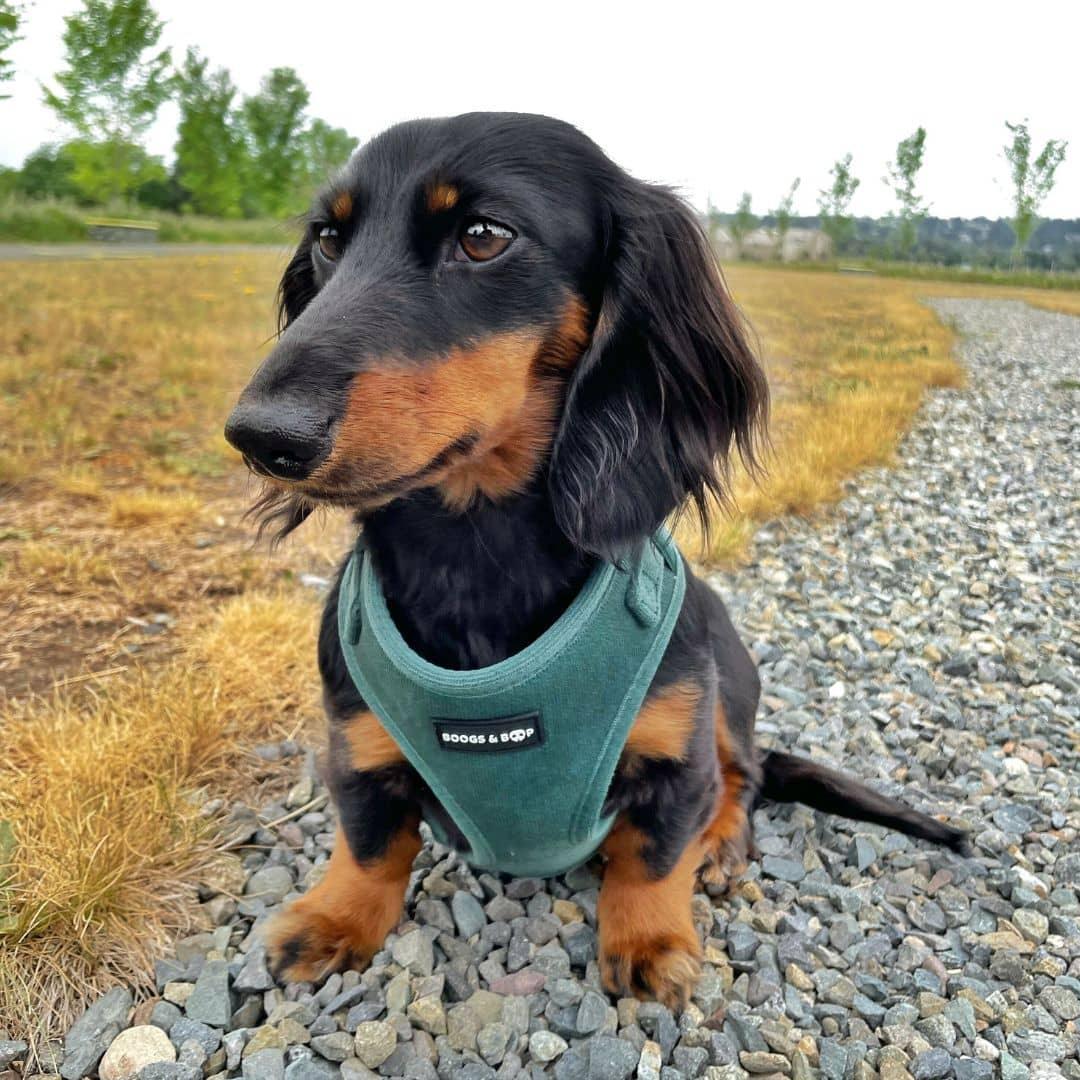 Dachshund Outside Wearing Boogs & Boop Corduroy Dog Harness - Moss.