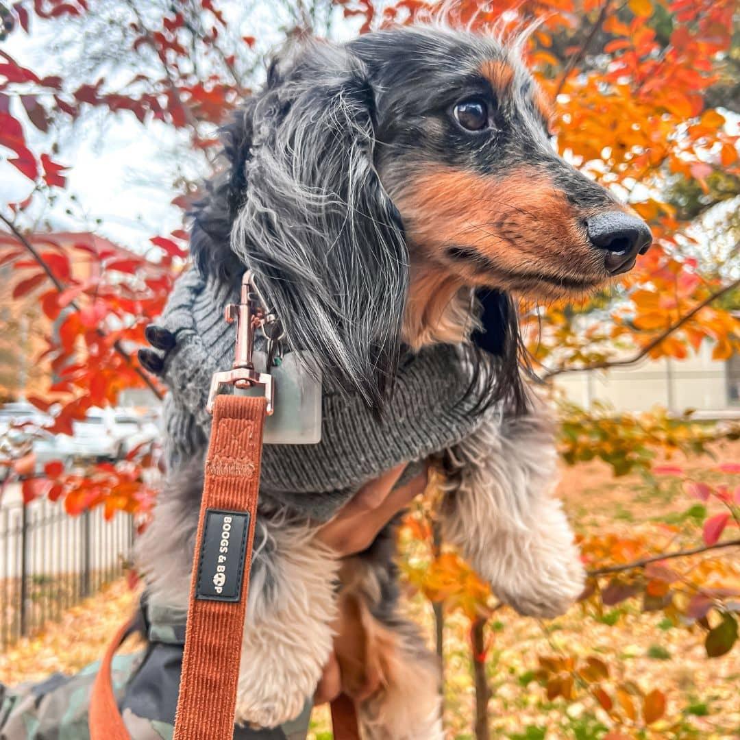 Isles Wearing Corduroy Leash - Rust by Boogs & Boop.
