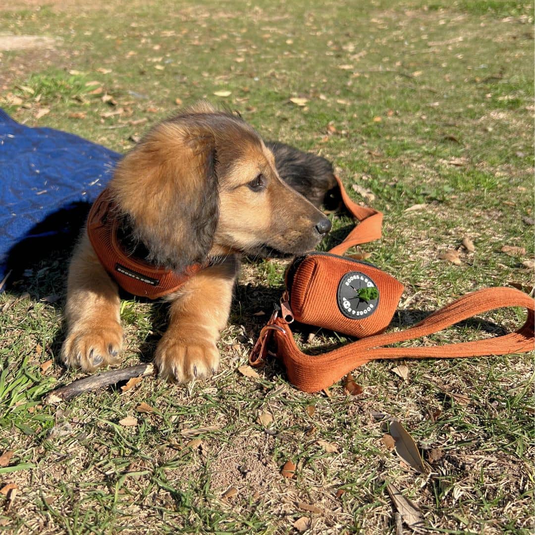 Corduroy Waste Bag Dispenser - Rust Orange Attached to Corduroy Leash.