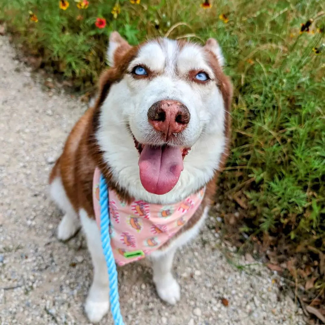 Huskey Wearing Hot Dog Lover Tie-on Bandana by Boogs & Boop.