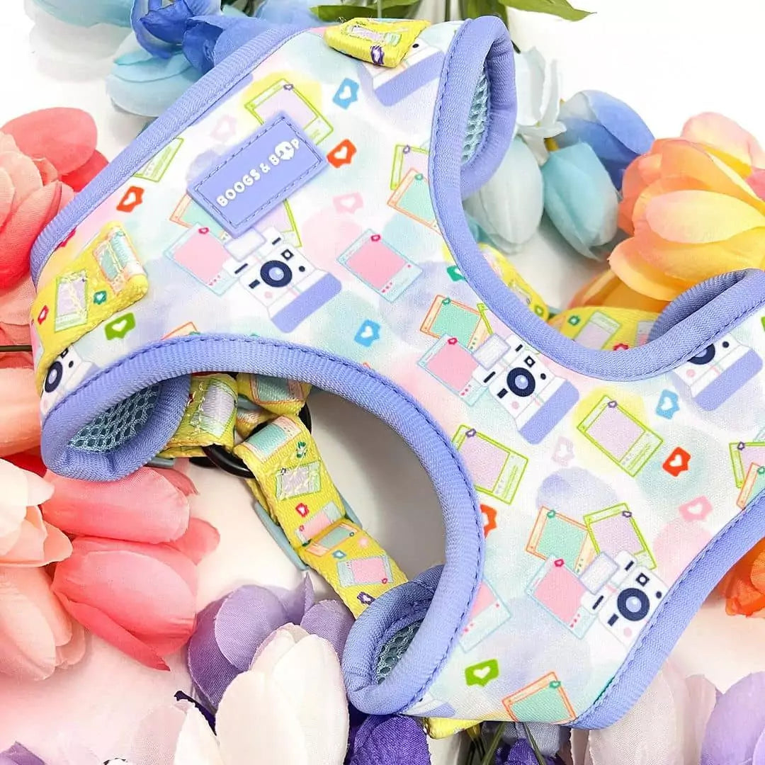Close Up of Step-In Pawlaroid Pupfluencer Instagram Print Dog Harness - Boogs & Boop Flat Lay With Spring Tulips.