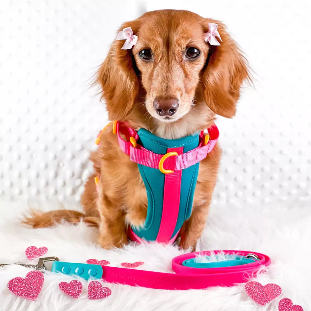 No-Pull Dog Harness - Teal-quila Sunrise Worn by Boogs & Boop Dog Model Milladivadoxie Dachshund.