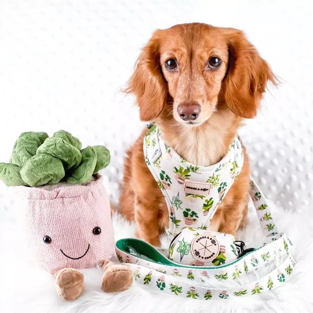 Longhaired Dachshund Wearing Adjustable Boho Botanical Plant Neoprene Dog Harness by Boogs & Boop.