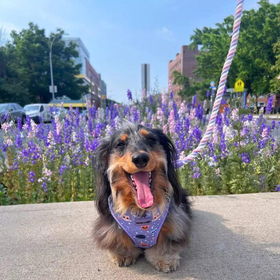 Dachshund Luckoftheisles Wearing Adjustable Astro-Mutts Dog Harness with Matching Rope Leash - Unicorn Purple and Pink by Boogs & Boop.