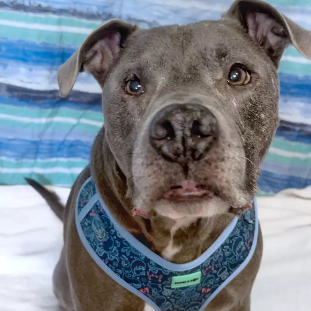 Pit bull, Patterson, wearing Adjustable Under the Sea Dog Harness by Boogs & Boop.