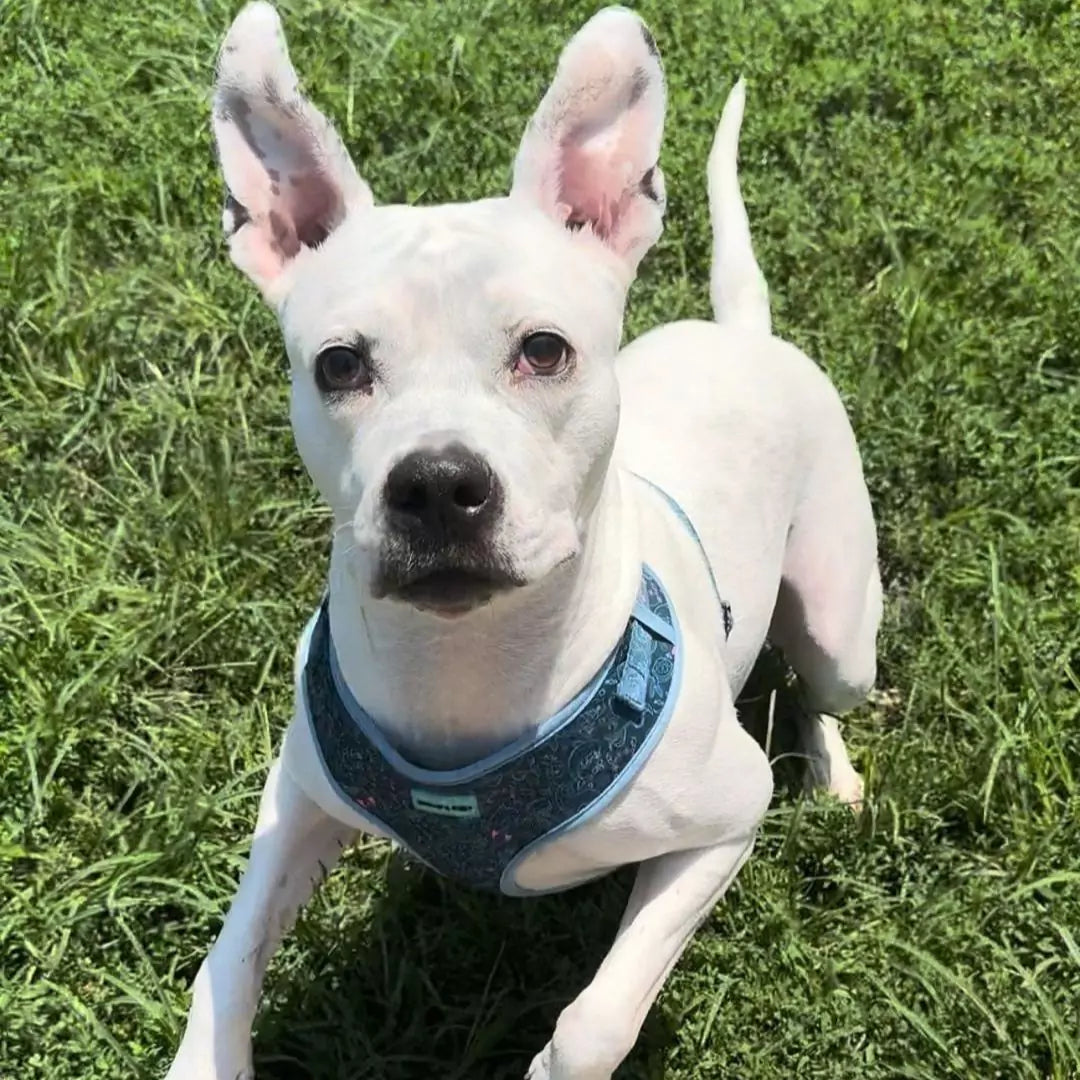 Pit bull, Snowy, wearing Adjustable Under the Sea Dog Harness by Boogs & Boop.