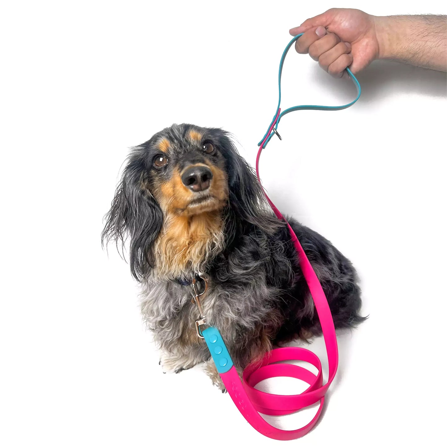 Shop Waterproof Dog Leash - Teal-quila Sunrise by Boogs & Boop for dachshunds.