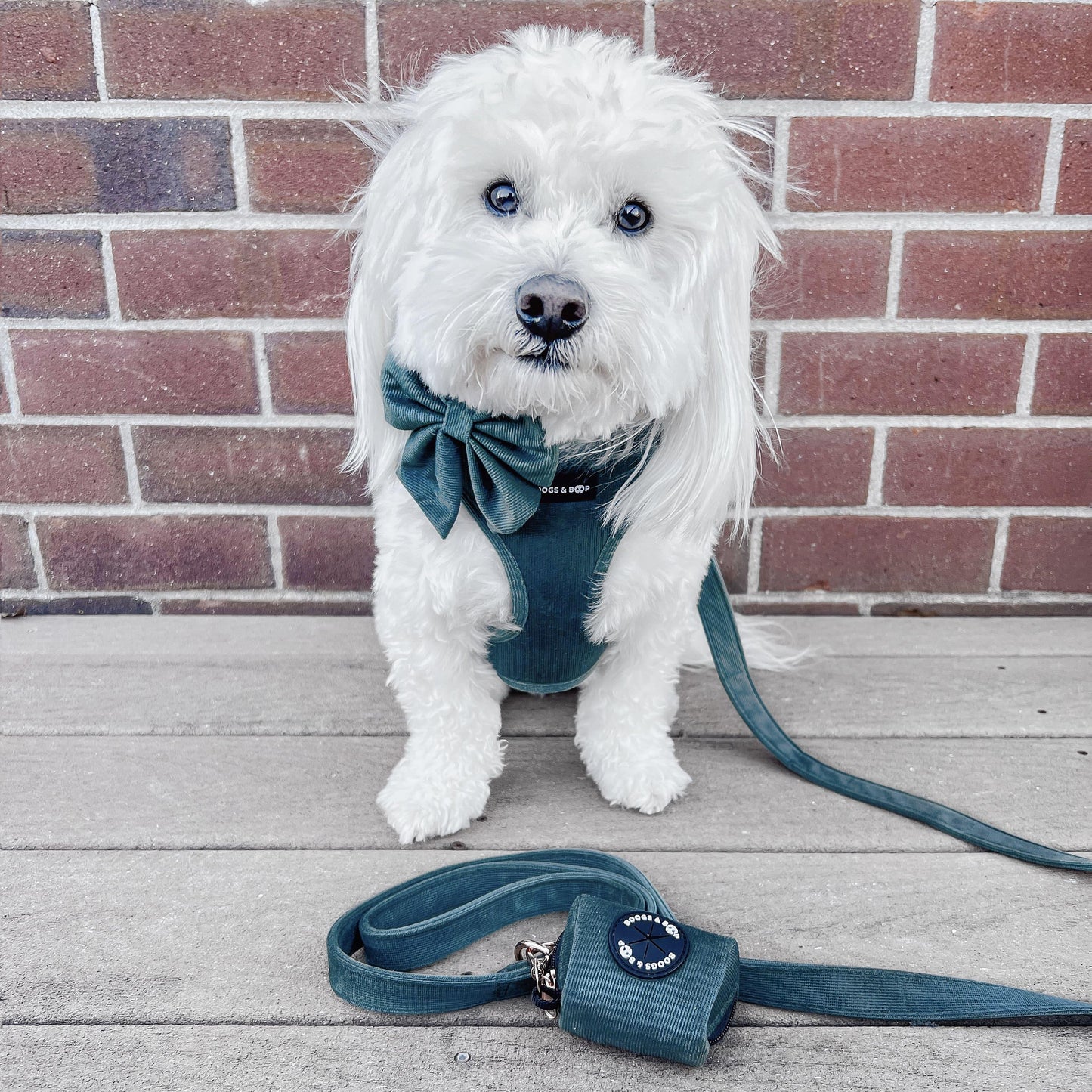 Coton de Tulear Wearing Boogs & Boop Corduroy Harness and Walking Set in Moss Green