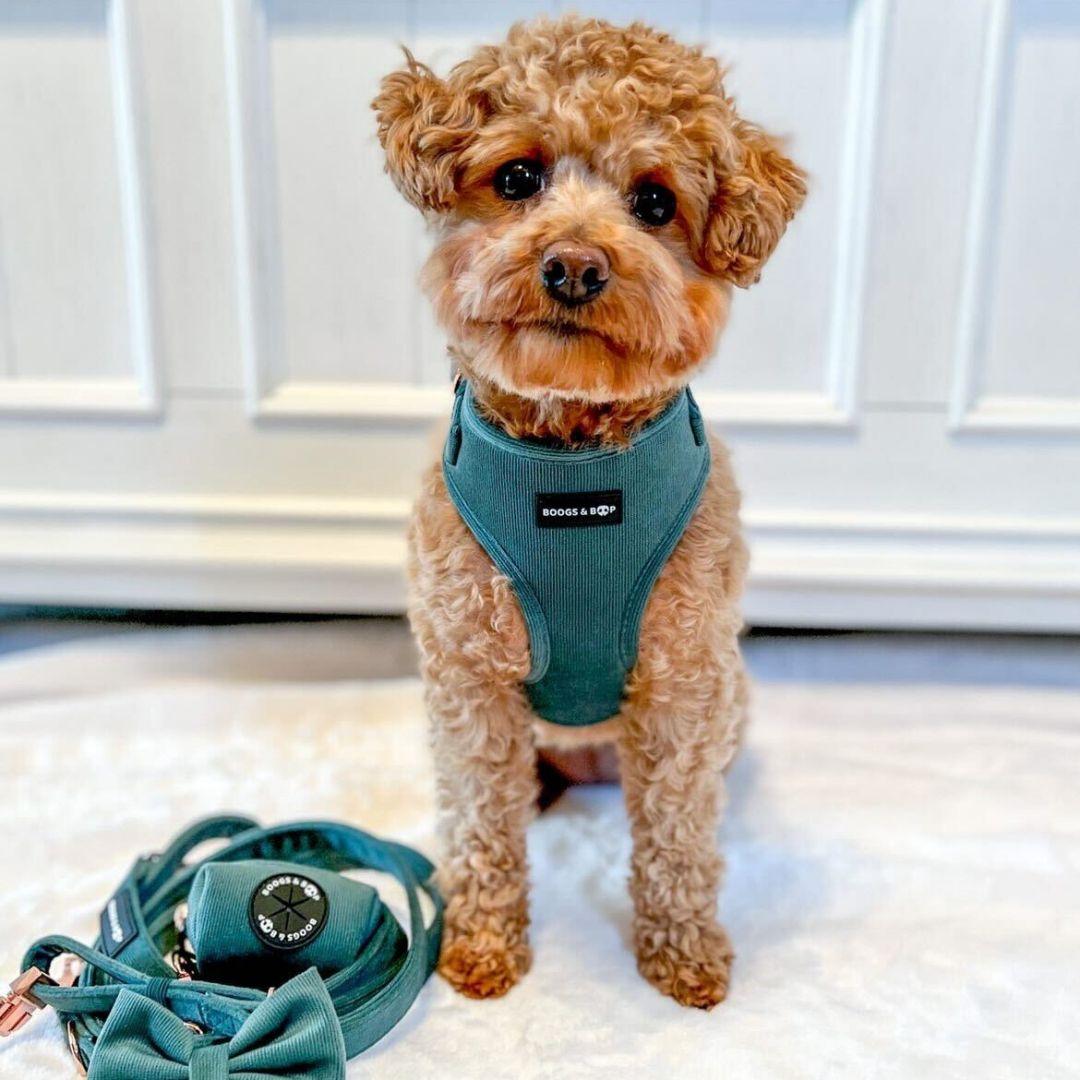 Poodle Wearing Boogs & Boop Corduroy Collection - Moss Green