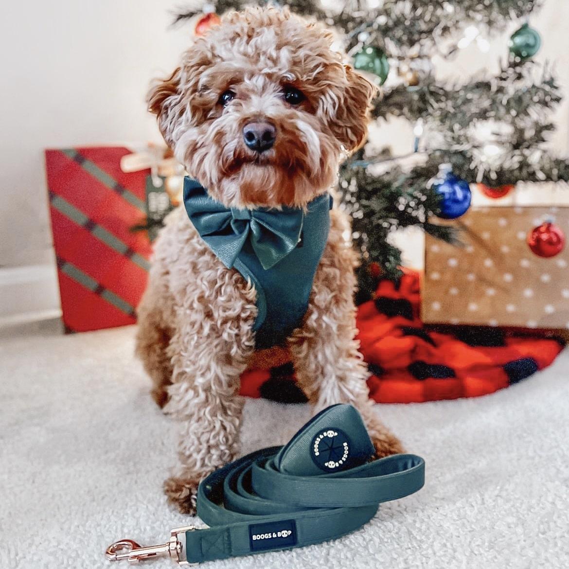 Poodle Wearing Boogs & Boop Corduroy Collection - Moss
