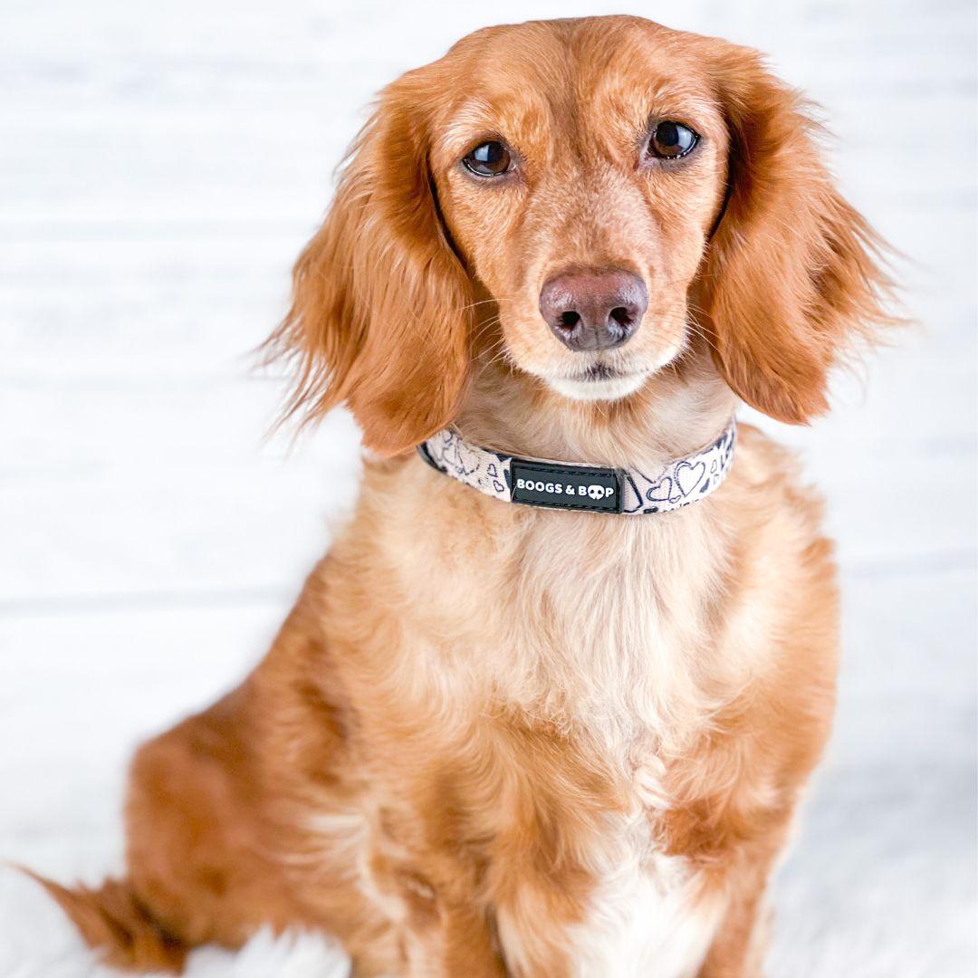 Miniature Dachshund Wearing Boogs & Boop Reversible Signature Collar