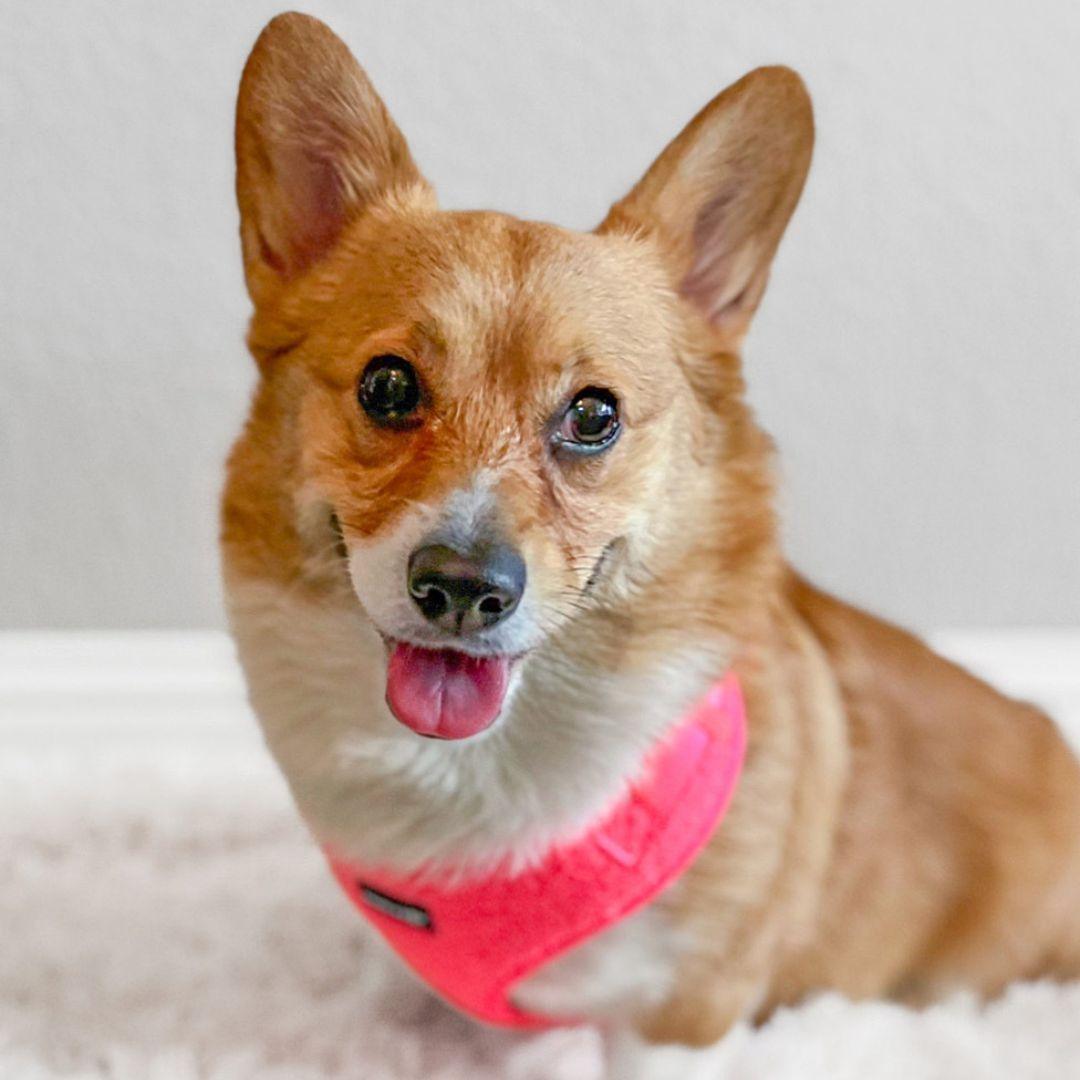 Corgi Wearing Boogs & Boop Teddy Harness - Fluorescent Pink