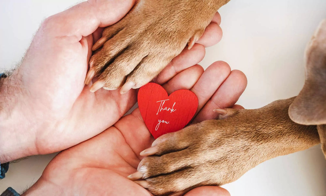 Read 23 Things to Be Thankful for in 2023 Blog by Boogs & Boop.