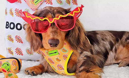 Read 5 Holiday Gift Ideas to Delight Any Doxie Enthusiast Blog by Boogs & Boop.