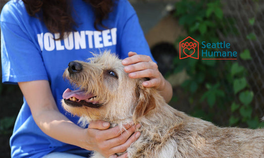 Boops for Good: Supporting Seattle Humane Society.