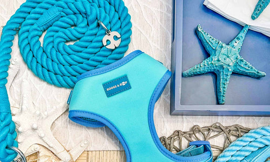 Boogs & Boop Blog: Tips for a Perfect Day at the Beach with Your Dog