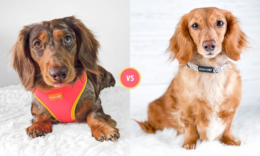 Dog Harness Vs. Collar: Which is Better?