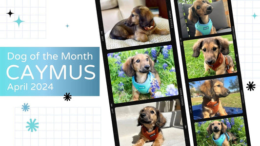 Read Dog of the Month: Caymus the Mini Longhaired Dachshund Dachshund | April 2024 Blog by Boogs & Boop.