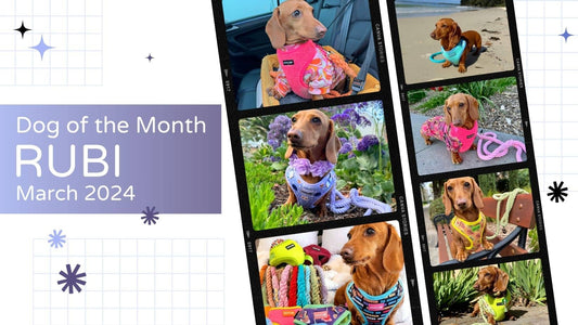 Read Dog of the Month: Rubi the Miniature Dachshund | March 2024 Blog by Boogs & Boop.