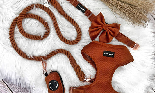 Read 5 Fall Activities To Do With Your Dog by Boogs & Boop.