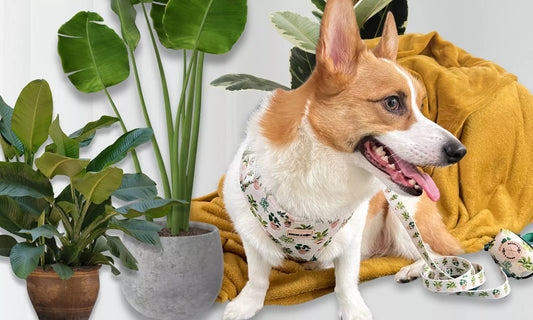 Explore Houseplants That Pose a Danger to Dogs.
