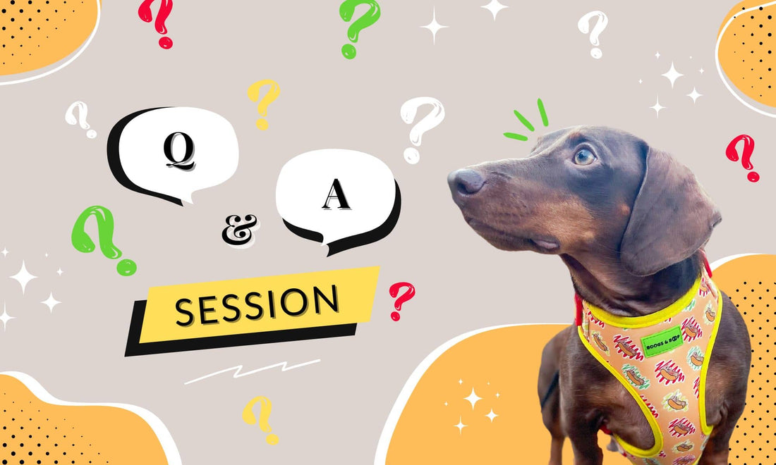 Read National Dog Month Recap: Bestie & Buddy Q&A.
