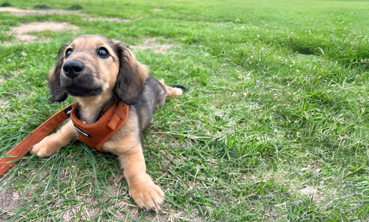 Read Puppy Walks 101: Ultimate Guide to Leash Training Blog by Boogs & Boop.