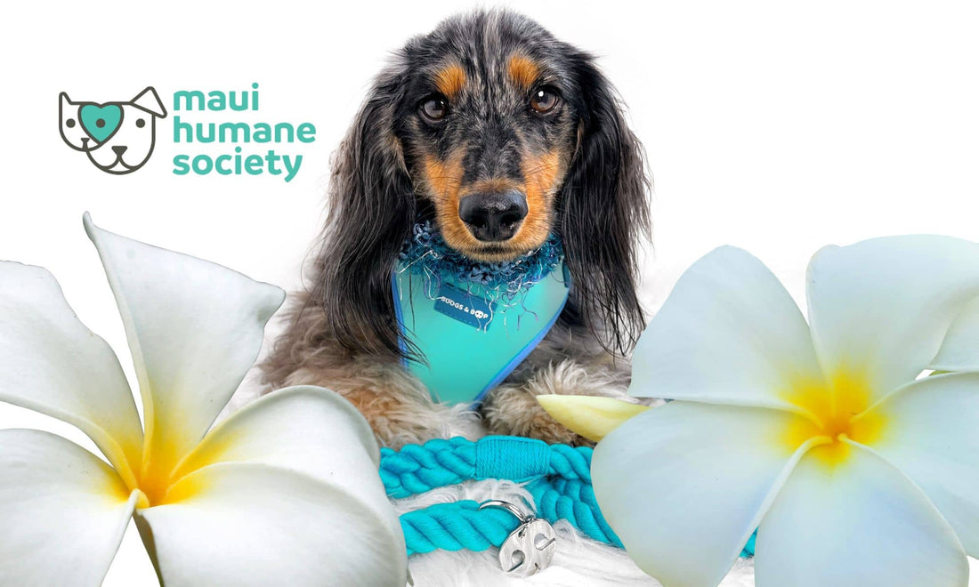 Read Extending Aloha: Supporting Maui Humane Society in the Wake of Wildfires Blog