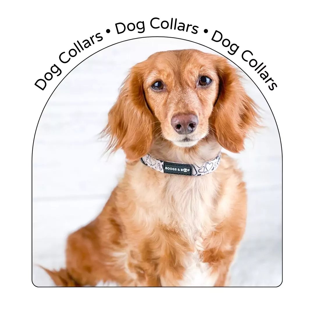 Dog Collars