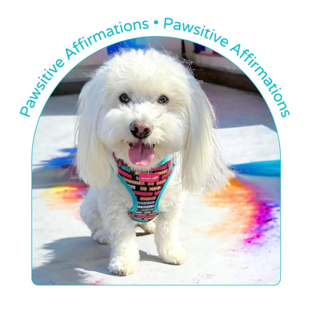 Pawsitive Affirmations Dog Accessories Collection