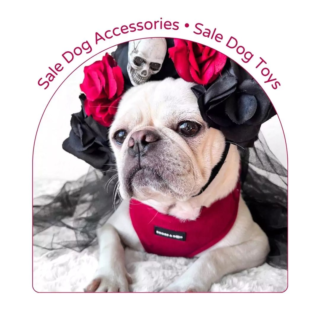 Dog Walking Accessories & Toys On Sale