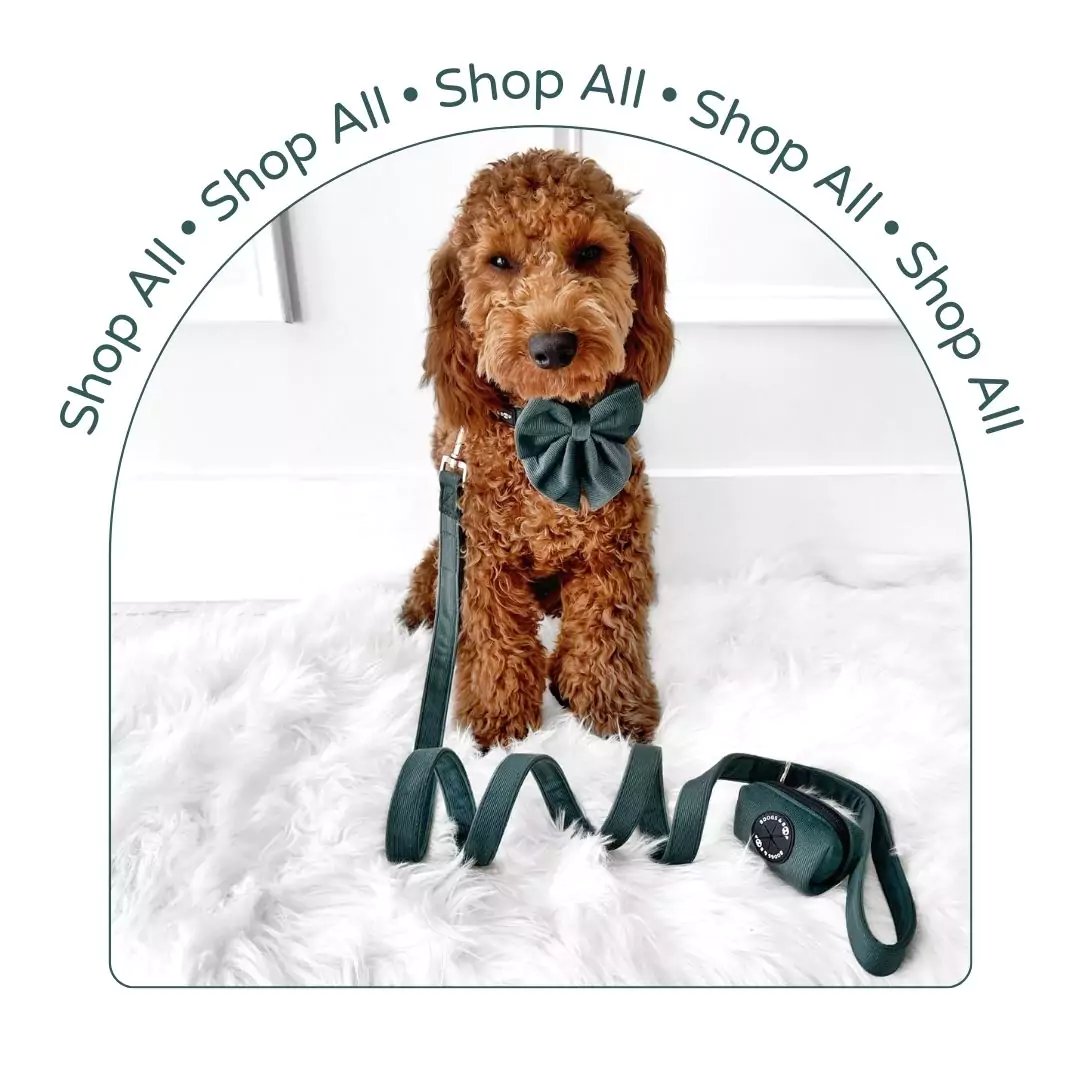 All Dog Accessories, Dog Toys, & Human Accessories