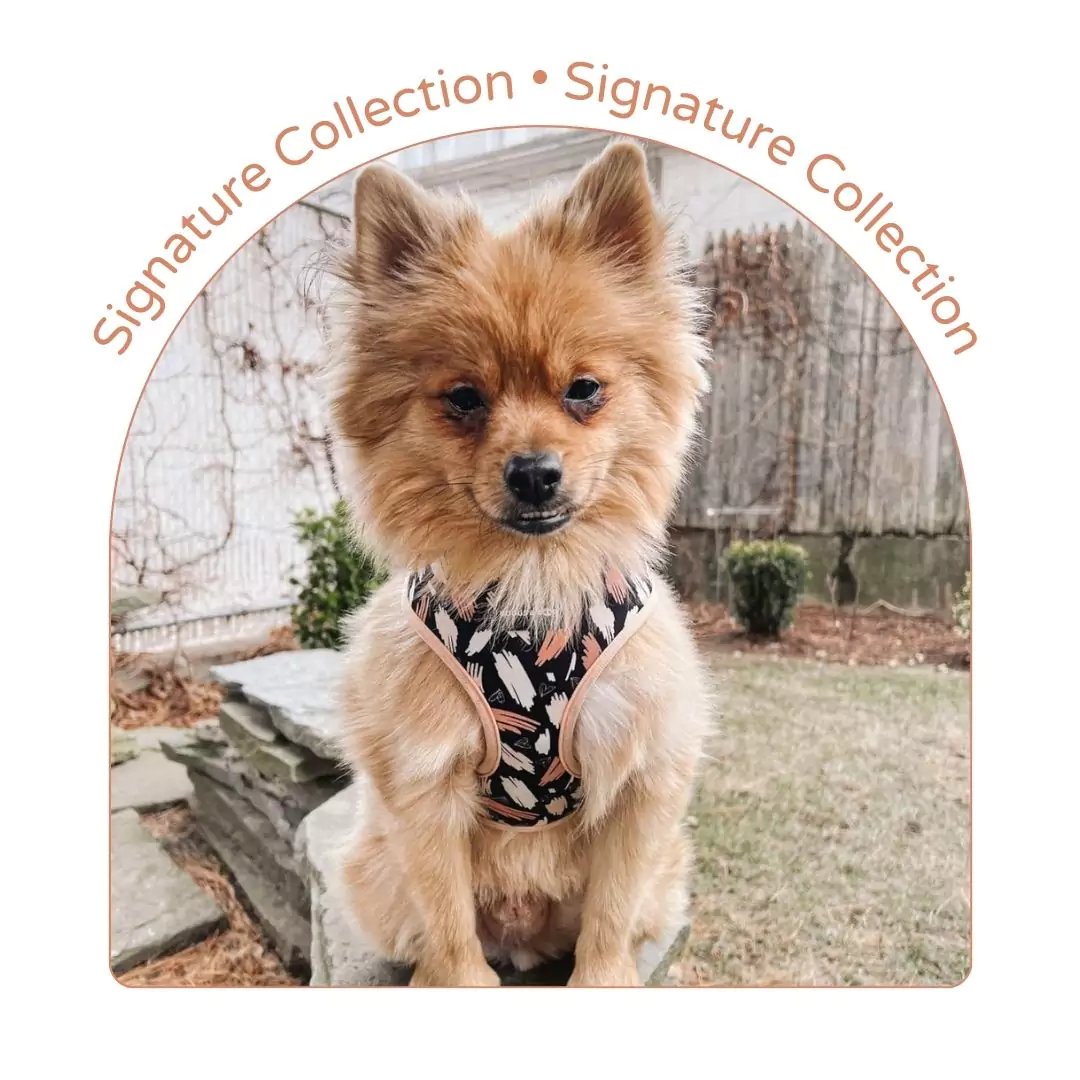 Signature Dog Accessories Collection