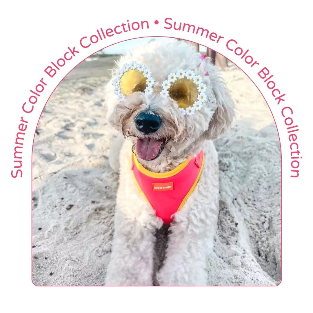 Summer Color Block Dog Accessories Collection