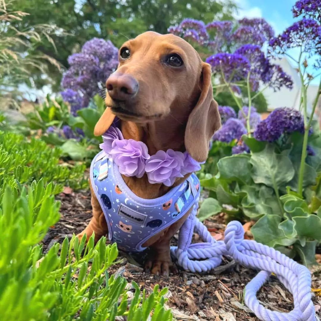 Adjustable Astro-Mutts Dog Harness with Matching Rope Leash - Lavender Worn by @rubi.star19 Dachshund.
